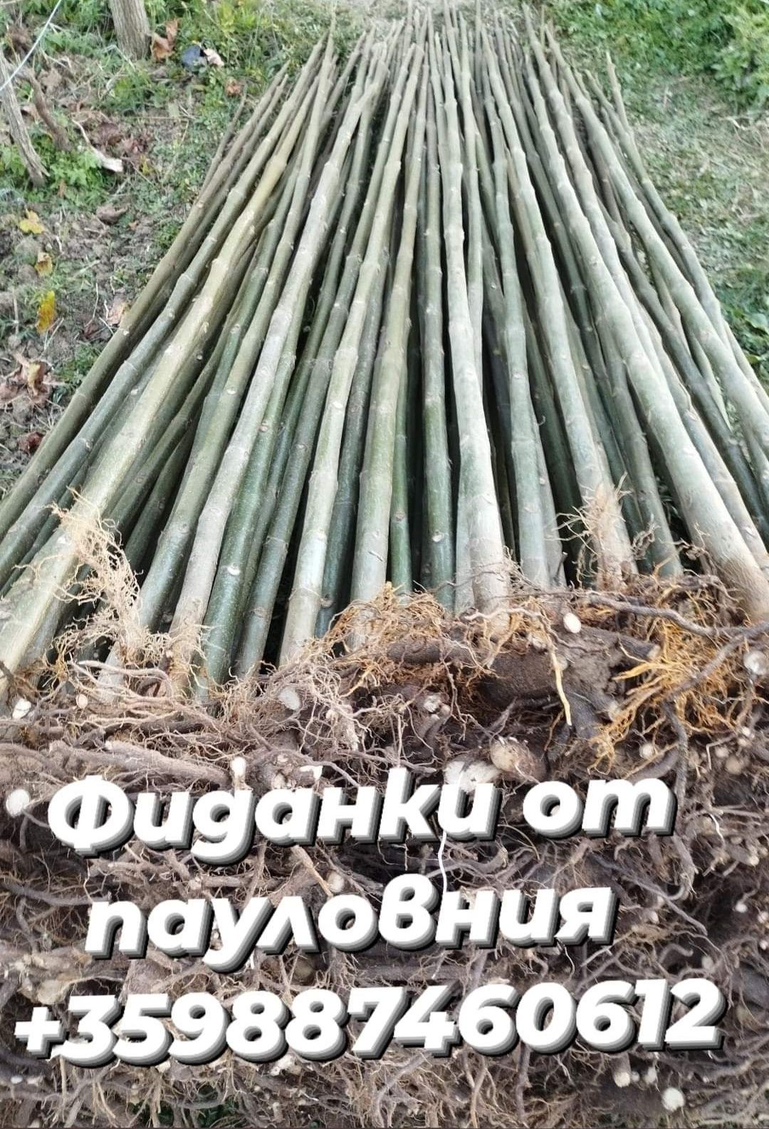 Фиданки от топола