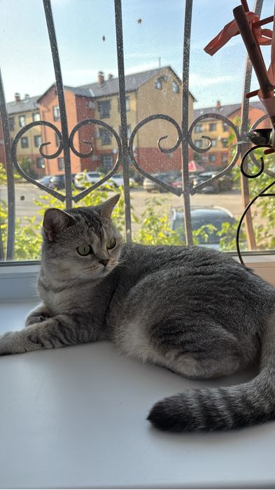 Чистокровная шотландская шиншилла ищет новый дом