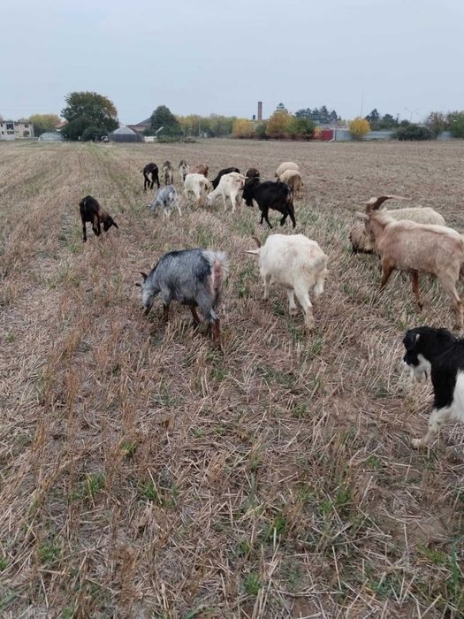 Vând capre bune de lapte