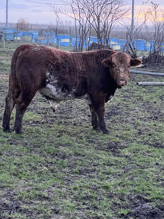 Продавам телета