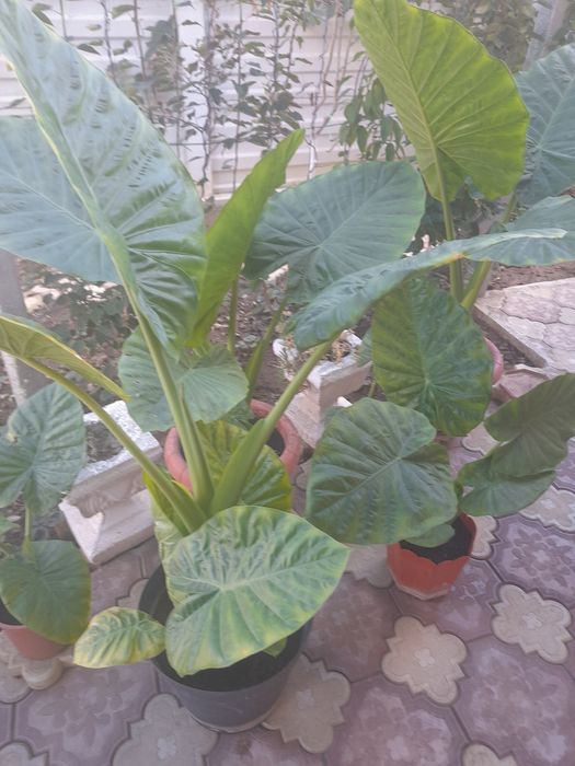 Vand floare tip palmier  Alocasia odora