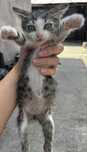 Pui de pisica spre adoptie