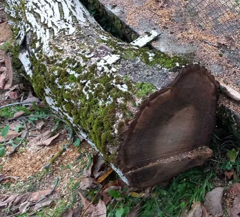 Продавам ствол от орех – висококачествен суров дървен материал