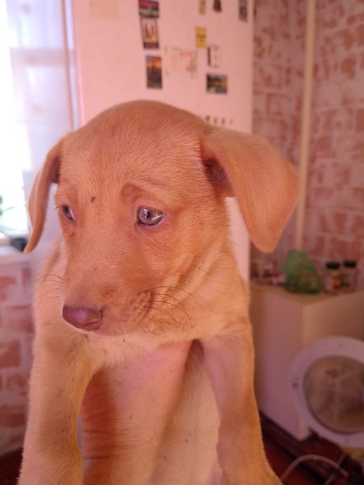 Щенок в хорошие руки