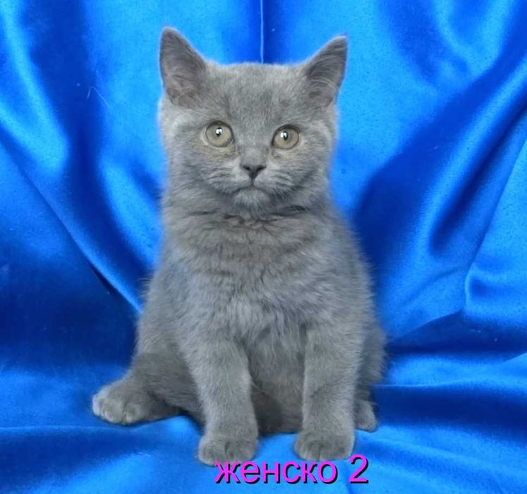 Британски чистокръвни късокосмести котенца