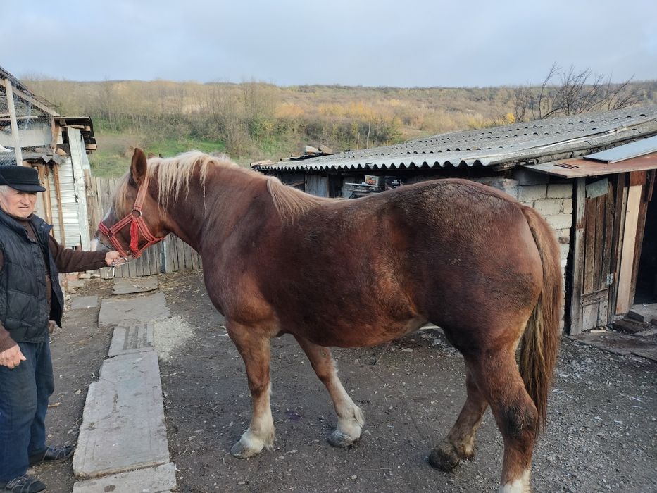 Iapă roaibă și căruță