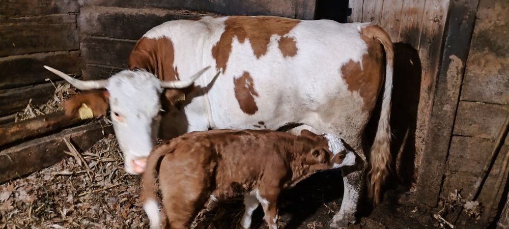 Vând vacă cu vițel