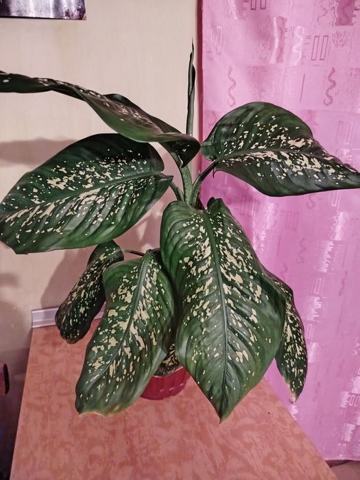 Комнатное растение Диффенбахия