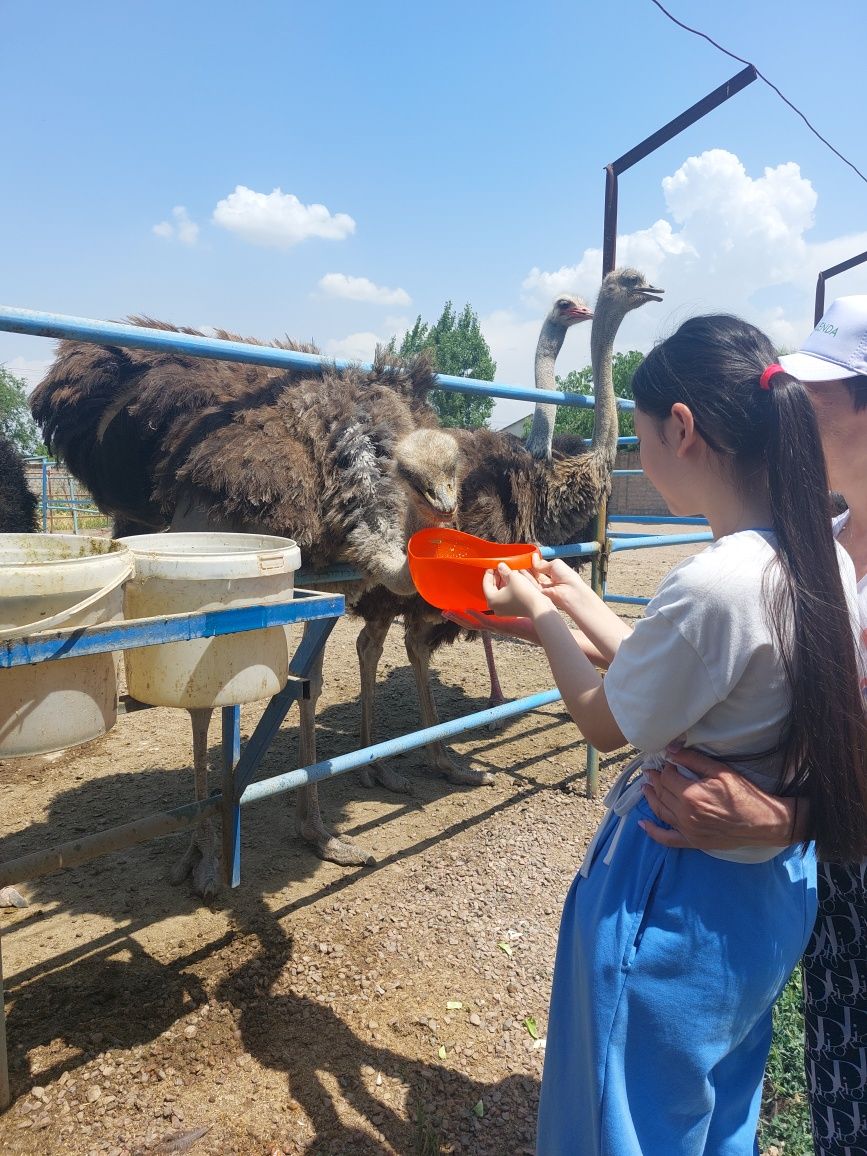 Экскурсия на страусиную ферму