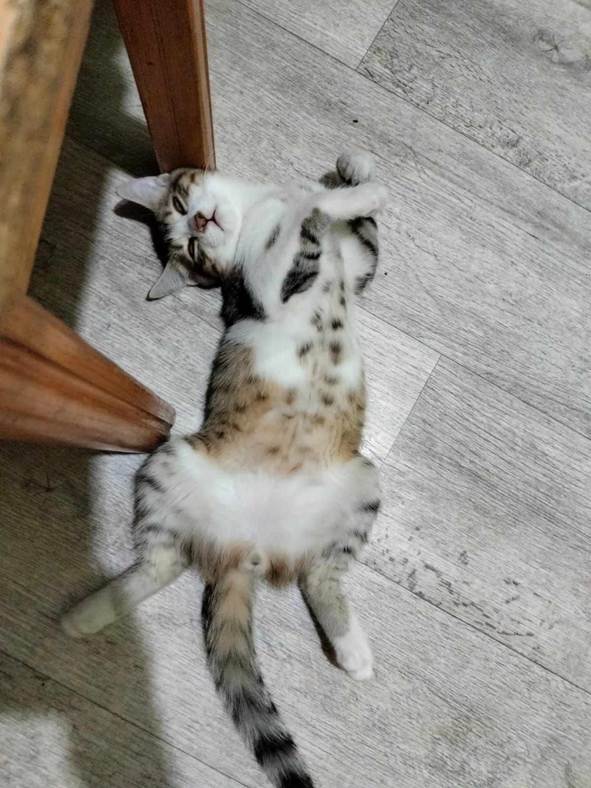 Отдадим котика в добрые руки