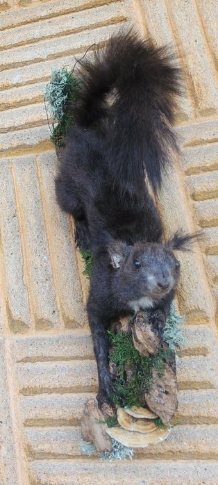 Препарирана катеричка