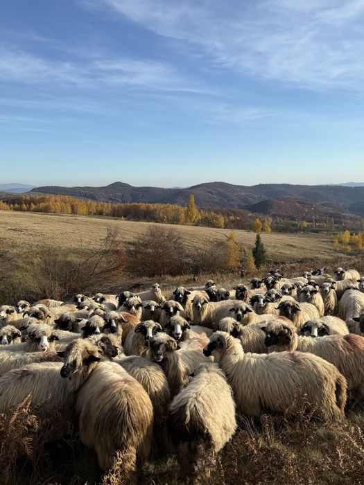 Vand oii breze cu certificat de origine