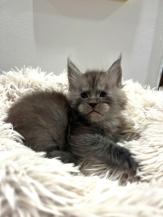 Baietel Maine Coon PEDIGREE Felisa