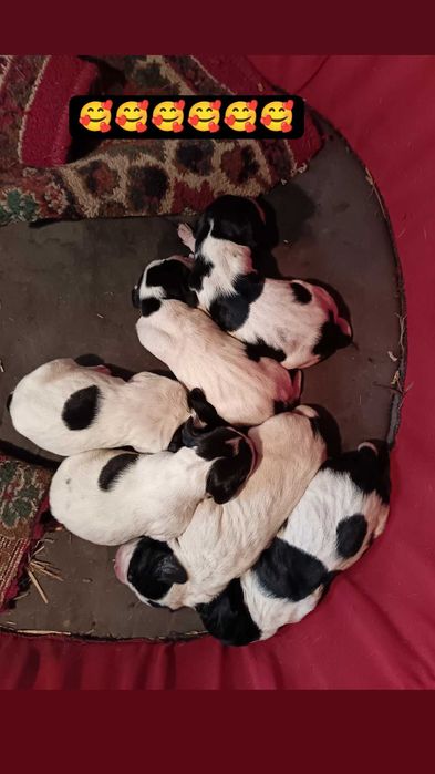 Câine de vânătoare, rasa Pointer