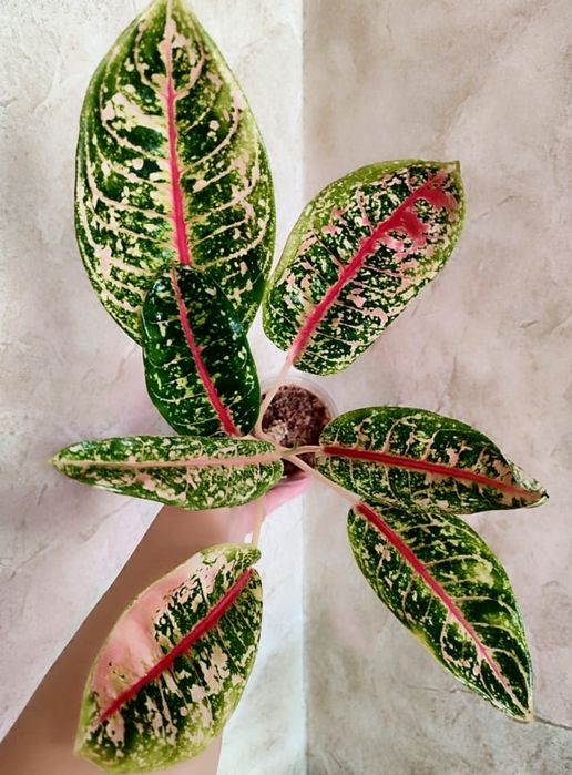 Аглаонема разных сортов