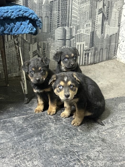 Щенки голубоглазые