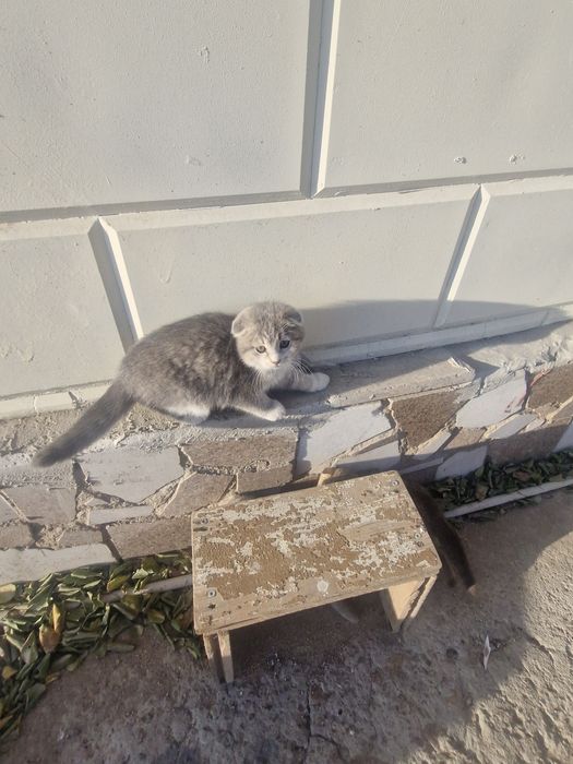 катята 1мальчик,3девочки