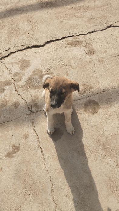 Aqlli kuchuk sotiladi sutdan chiqqan