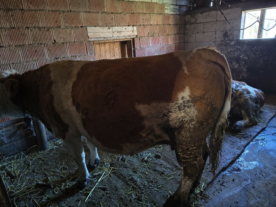 Vaca și juninca de vanzare