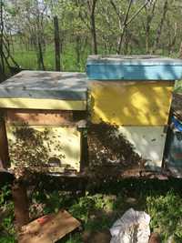 Vând 20 familii de albine puternice pe 10-12 rame