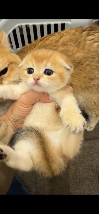 Продается скотиш фолд. Мальчик
