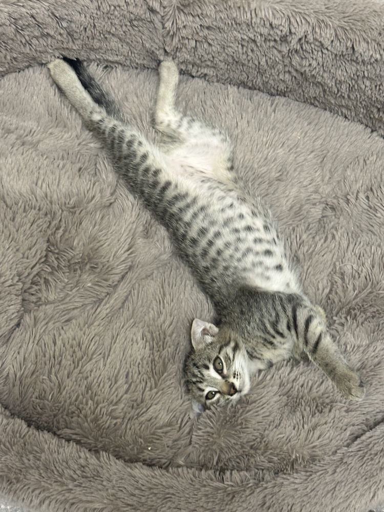 Отдам котят в добрые любящие руки