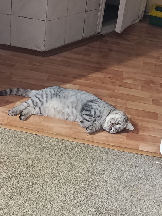 Отдам в добрые руки кошка стерилизованная кушает все