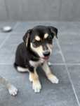 Adopție Cățeluși