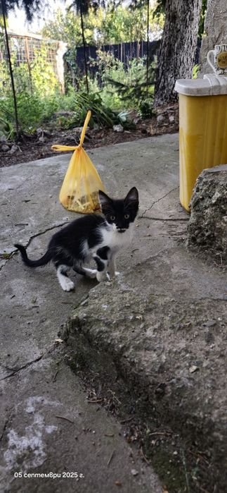 Котенца търсят дом
