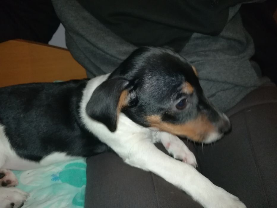 Джак Ръсел бебе