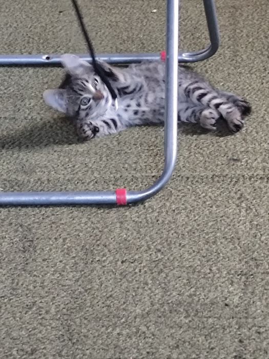 Подарявам малки котенца