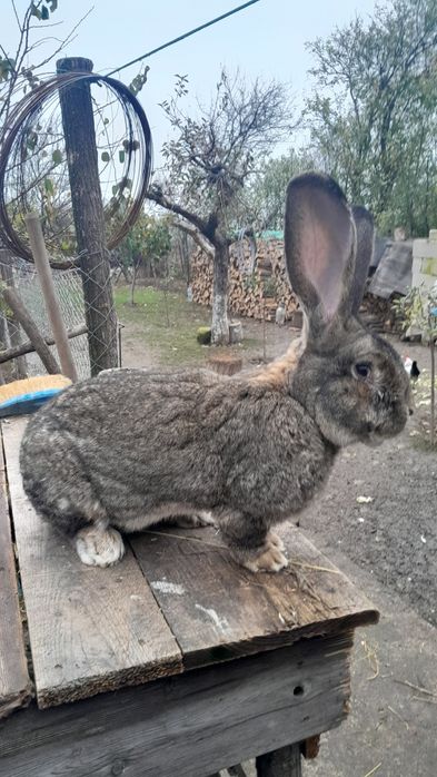 Iepuri de rase diferite