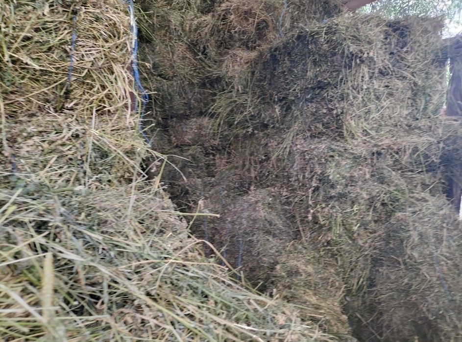 Vând baloți de fân și otavă