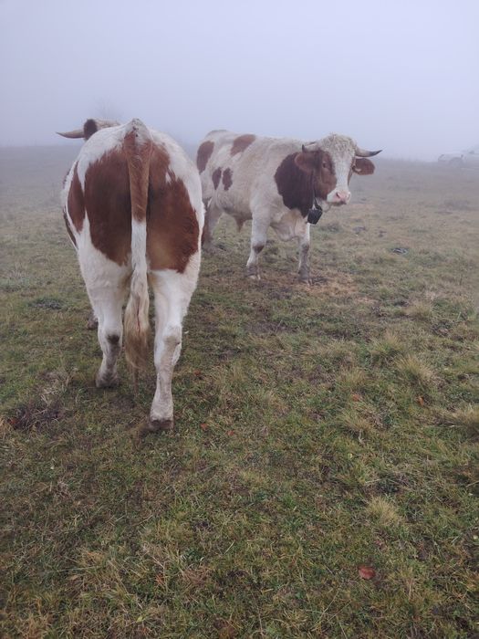 Junci batata romanesca