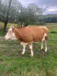 Animale de vanzare