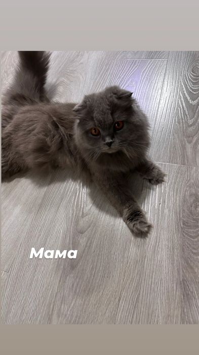 Продаём котят, родились 1 августа, порода вислоухие длинношерстные.