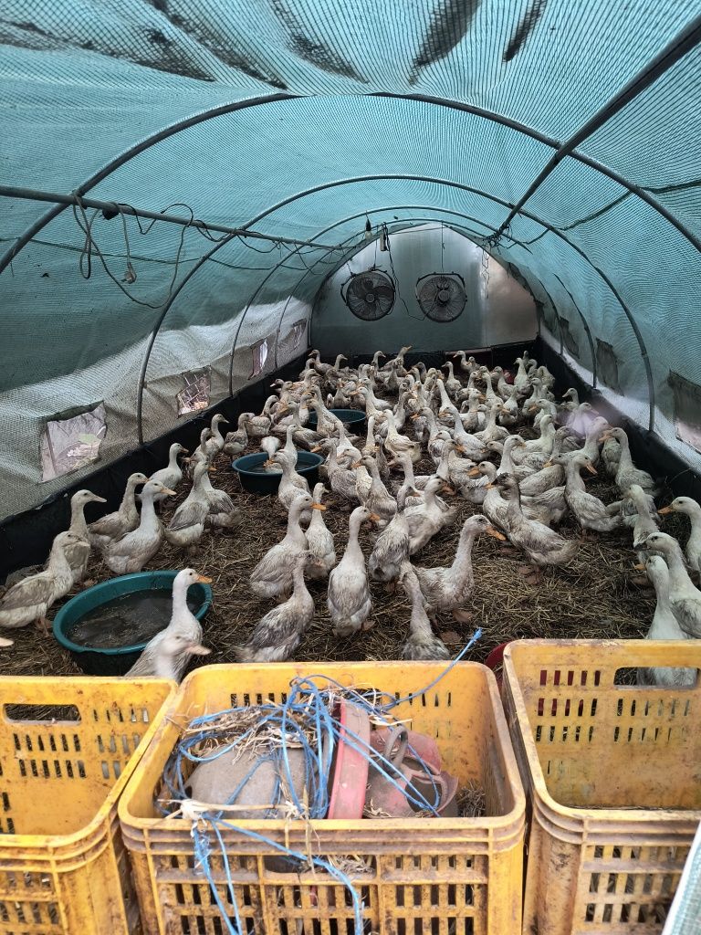 Vând puicuțe outoare