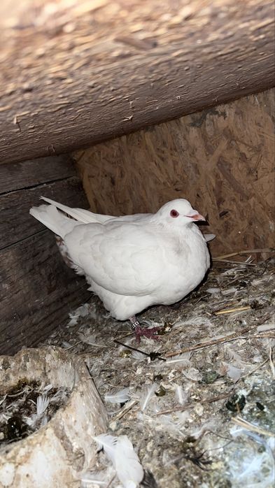 Porumbei diversi