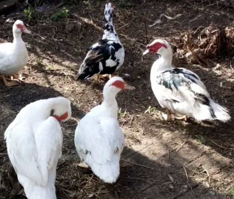 Vând găinuși pitici si rațe leșești