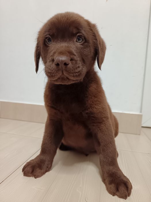 Labrador ciocolatiu