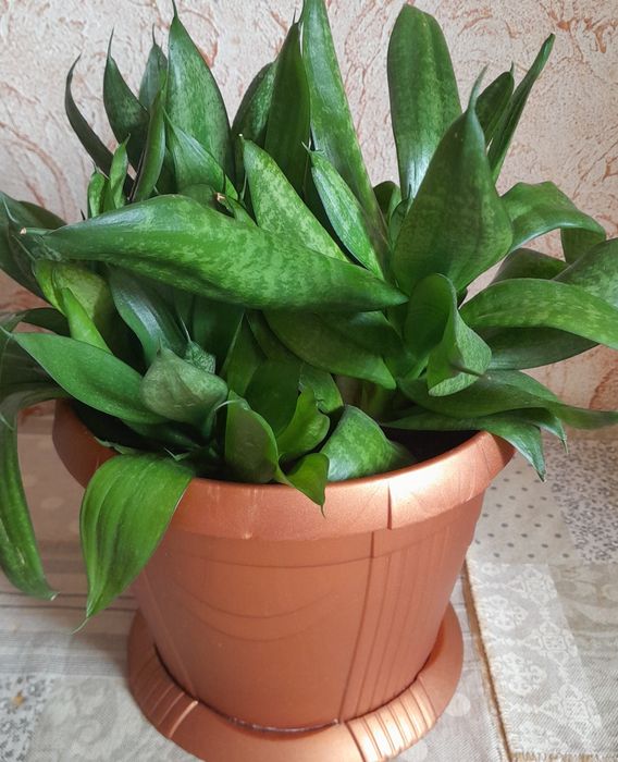 Комнатные цветы.