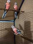 De vânzare canari , Gould amandine, Bourke și nimfe