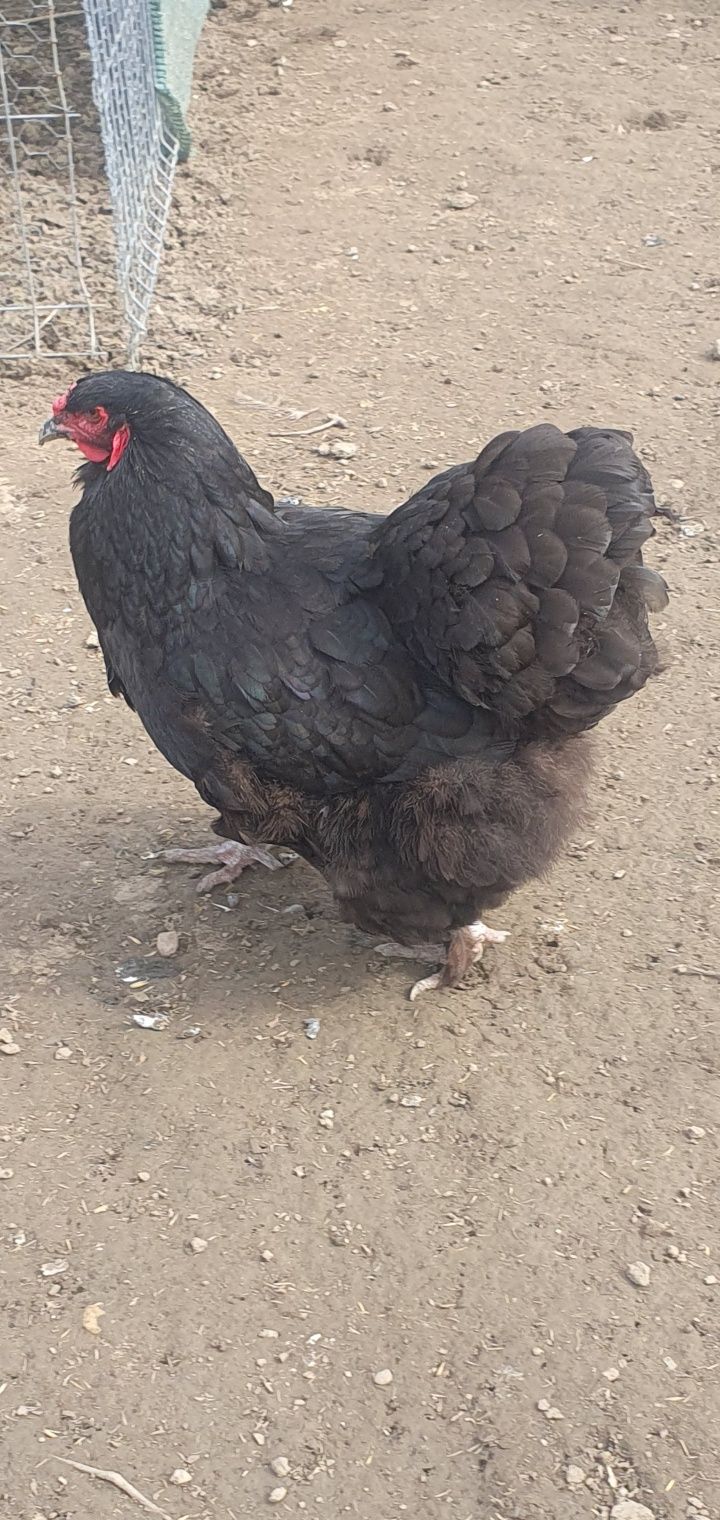 Cochinchina uriaș