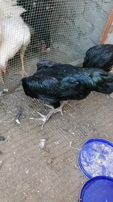 imperia shamo makyoni