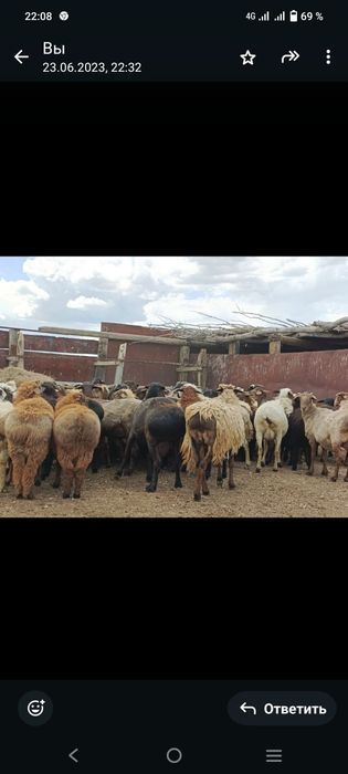 Кой токты сатылады