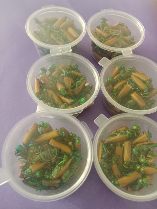 Алтын коныз Майски жук Altyn koniz