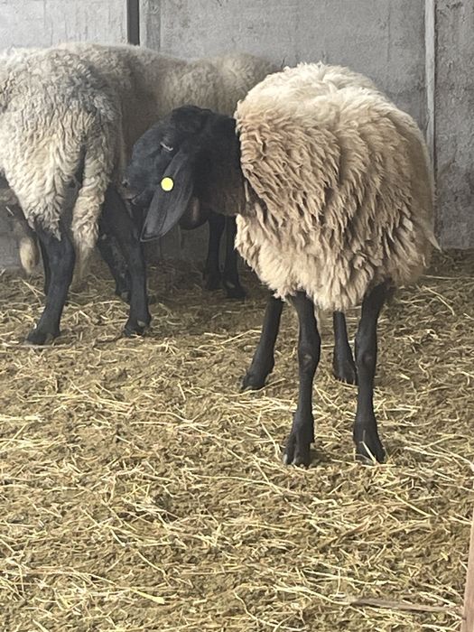 Berbecut sarbesc disponibil