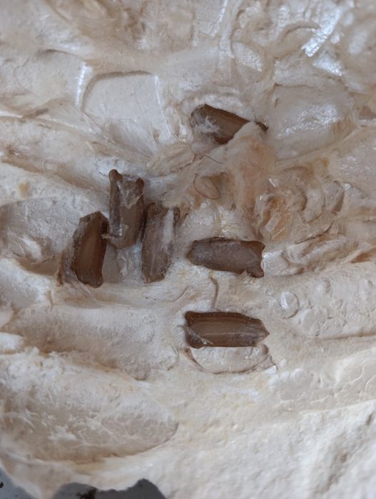 Семена тыквы Қовоқ уруғи