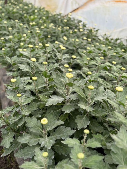 Crizanteme si Panselute