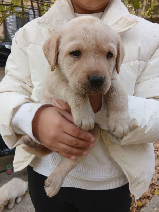 Продаются щенки лабрадора